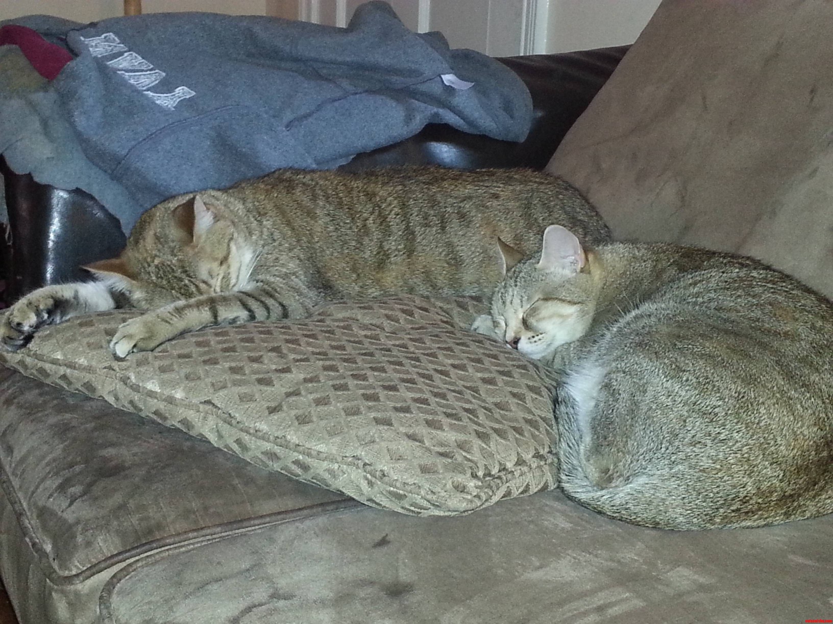 Get Up Lazy Beasts Its 1000 Am If I Have to Work You Should Too