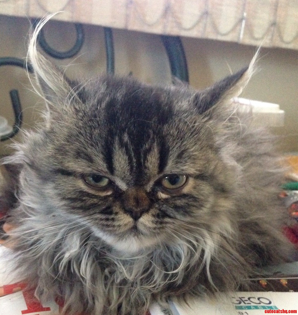 Grumpy Cat in the Making.