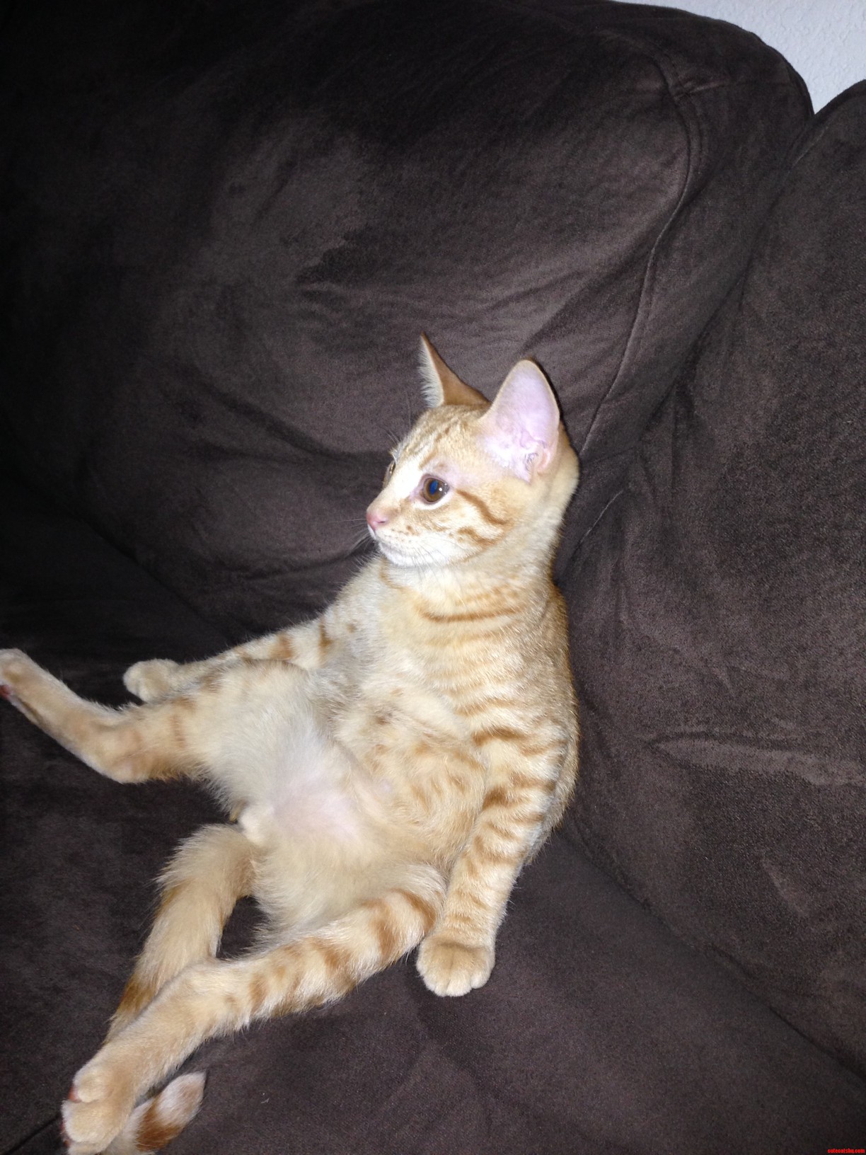 He Calls This My Human Just Sits Around All Day...like This