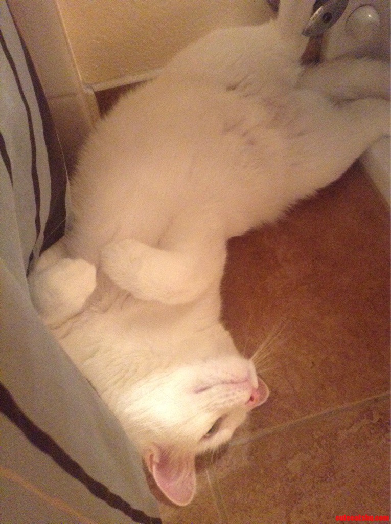 Her New Favorite Place - Beneath the Toilet Tank.