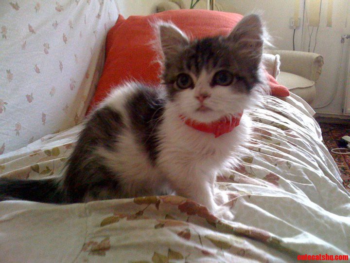 Heres Kiwi. Not the Brightest Fella Out There but She Was a Very Loving Dwarf Cat.