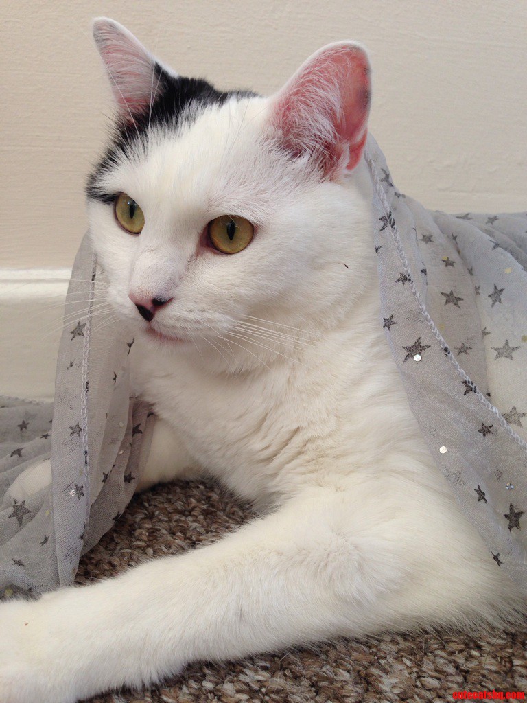 Hes Always Stealing My Scarves