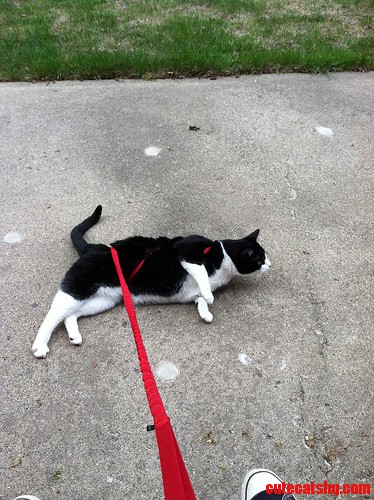 Hueys Not Getting the Whole Walking Thing.