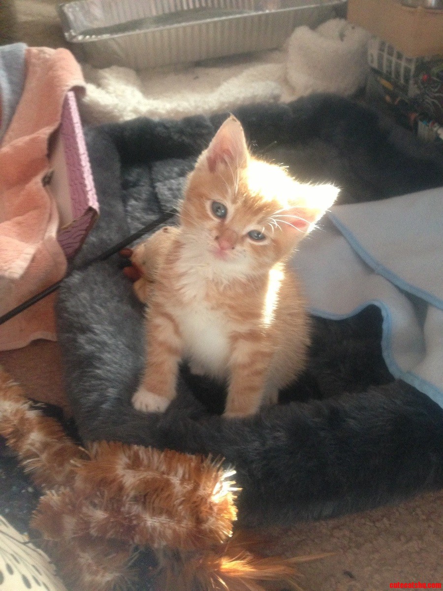 I Cant Believe This Little Guy Was Scheduled to Be Put Down.