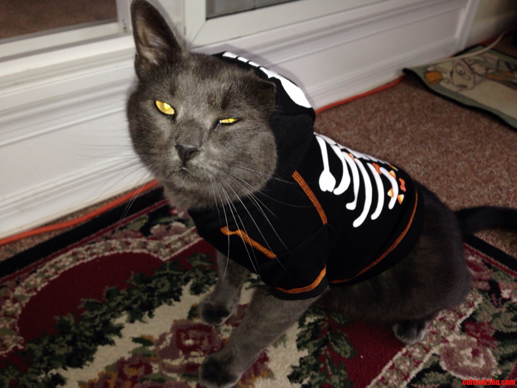 I Dont Think He Likes It.