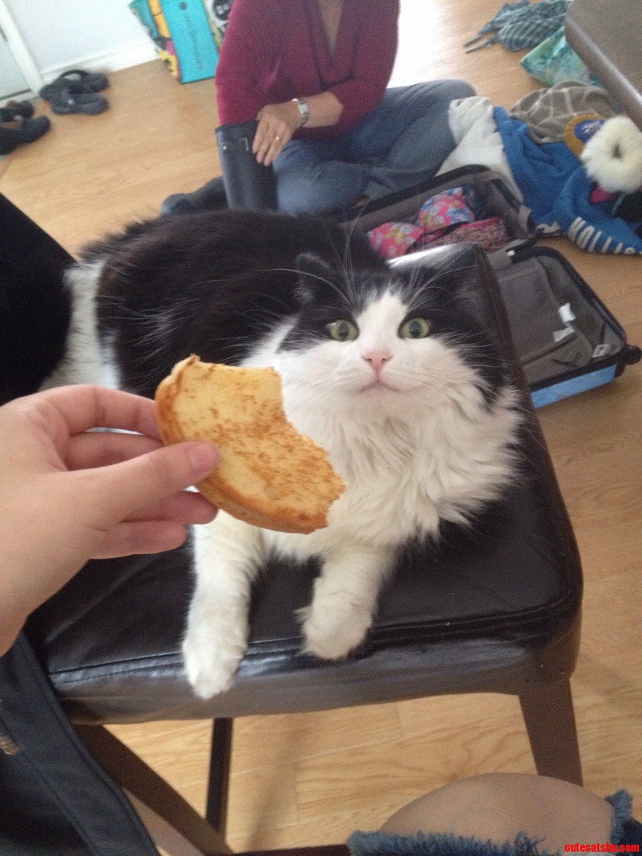 I Dont Think Shes a Fan of Grilled Cheese.