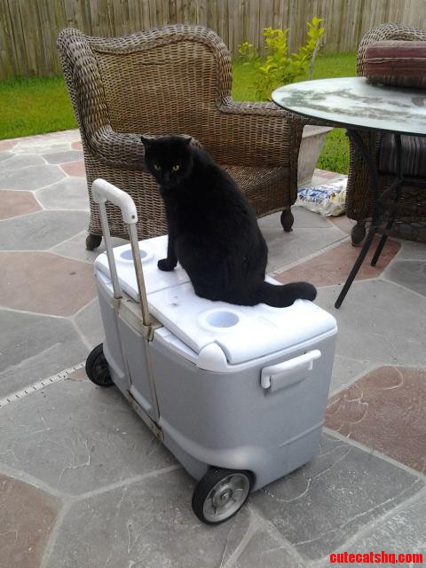 I Guess You Can Say My Cat Is Cooler Than Yours