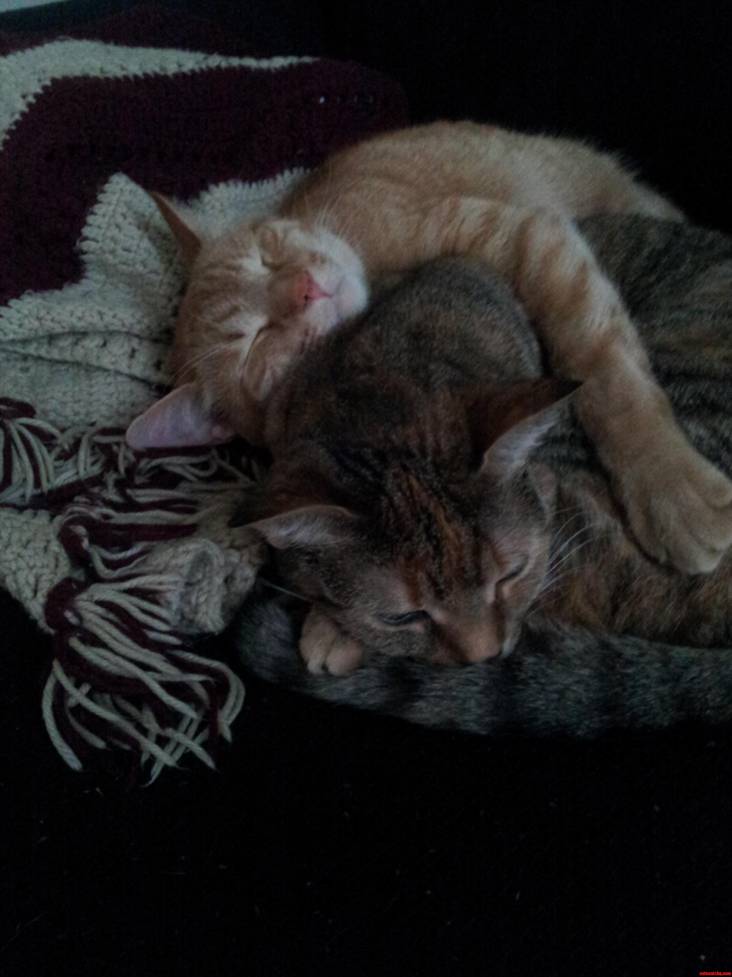 I Present to You Luke Leah Adorable Brother and Sister Twins Jedi