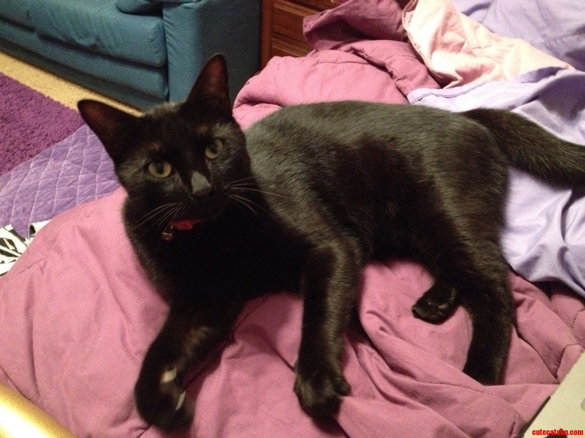 I Think Jinx Is One Handsome Little Man.