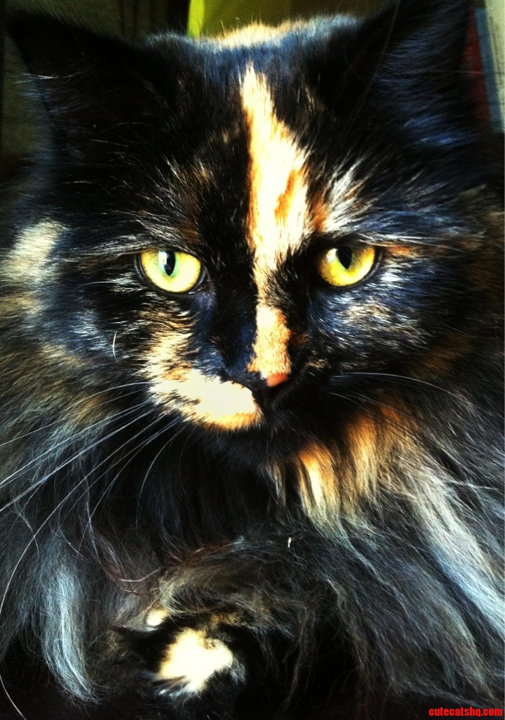 I Think Shes the Most Beautiful Cat I Have Ever Seen.