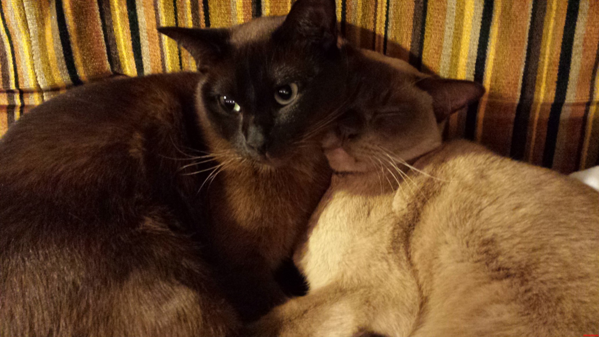 I Was Babysitting My Girlfriends Cats for Two Weeks. Couldnt Be Happier About It.