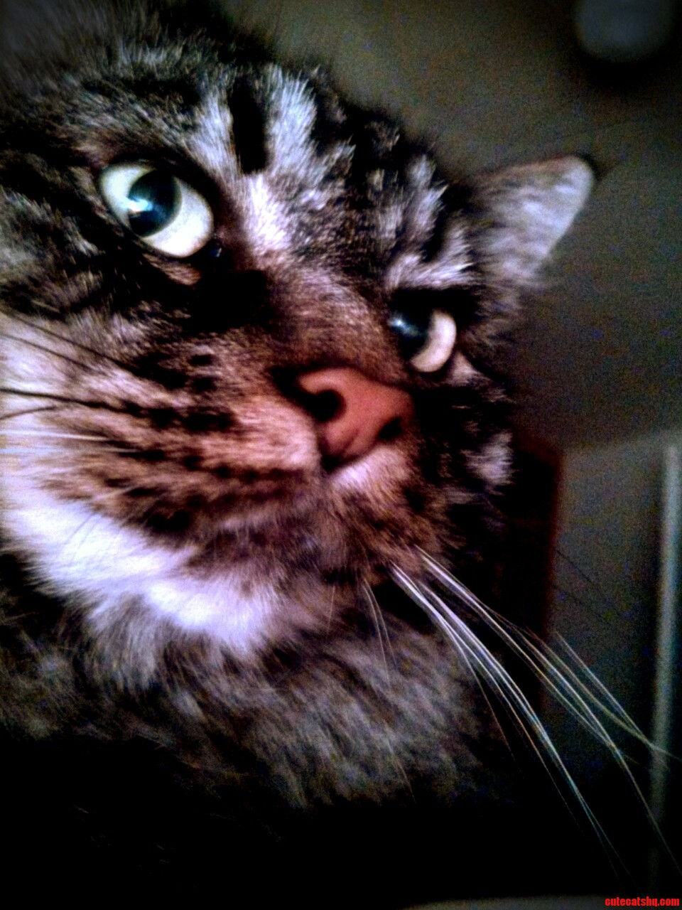 If Cats Took Selfies...
