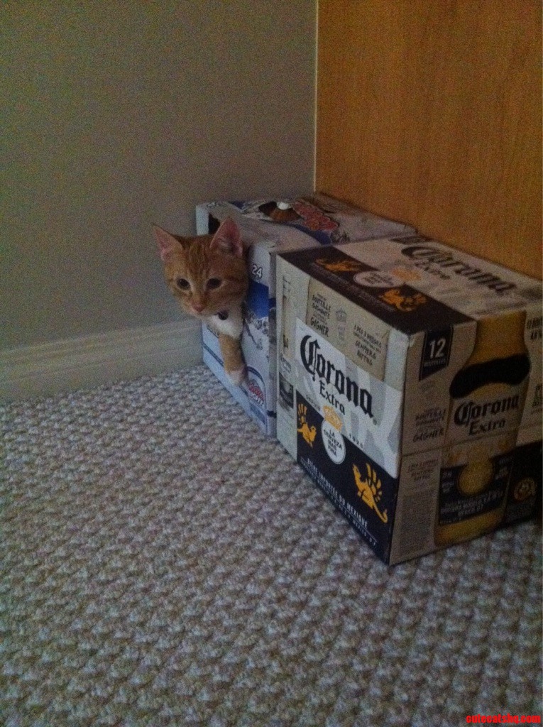 If It Fits I Sits