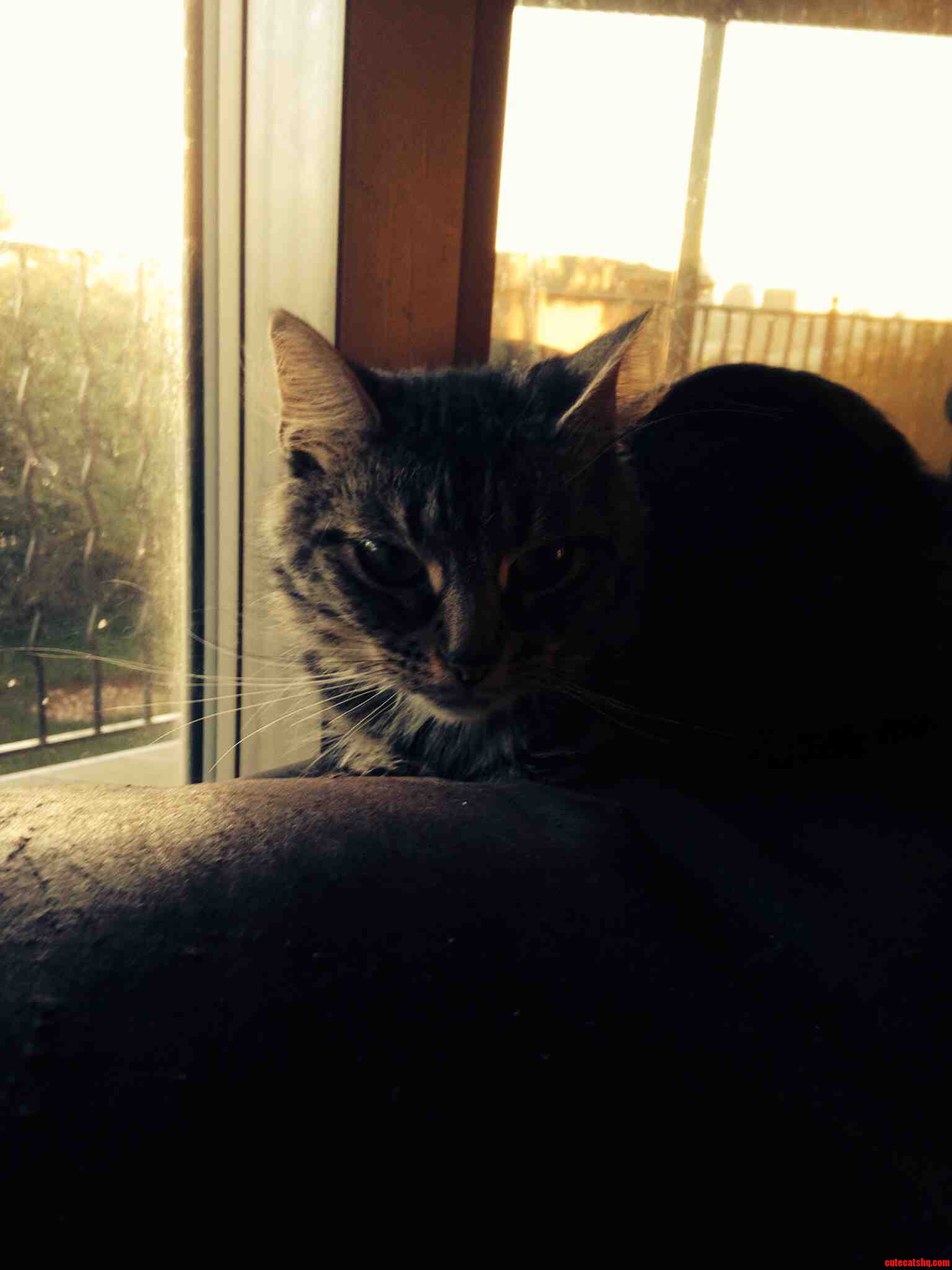 It May Not Look It but This Cat Is Pure Evil.