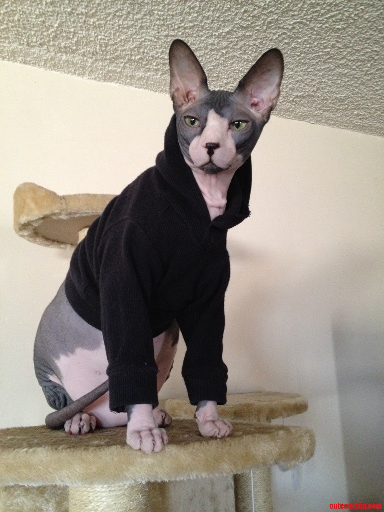 Its Getting Cold. Time to Pull Out the Hoodies.