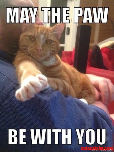 Jedi Kitty.