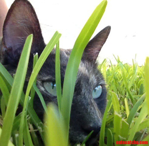 Jungle Kali