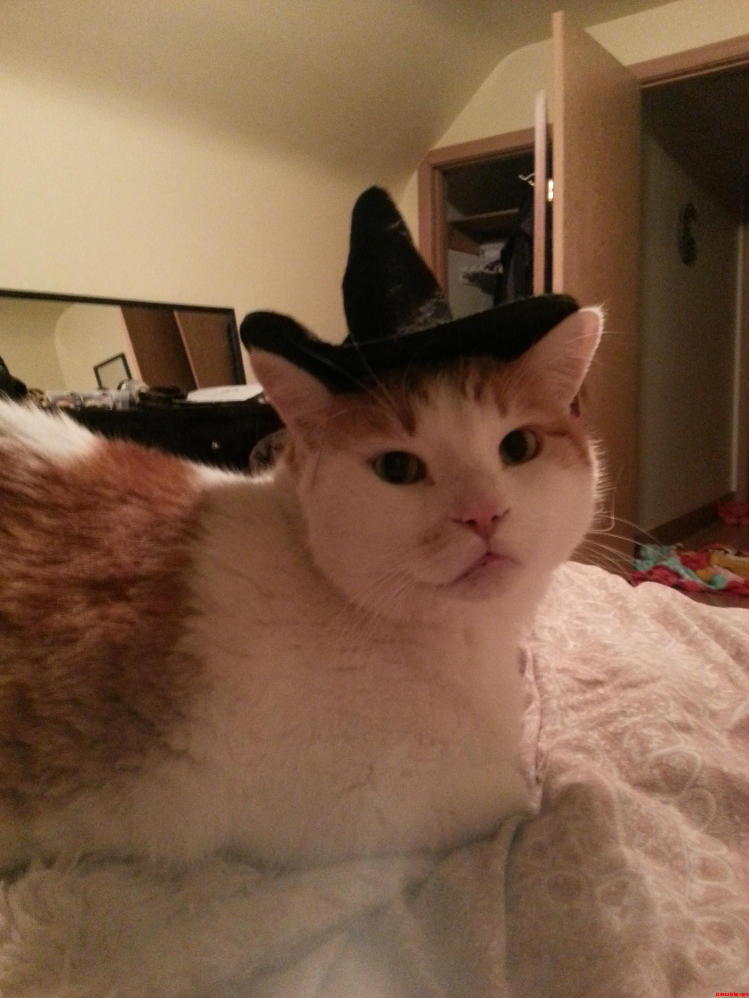 Just Getting My Kitty Ready for His Birthdayhalloween ...