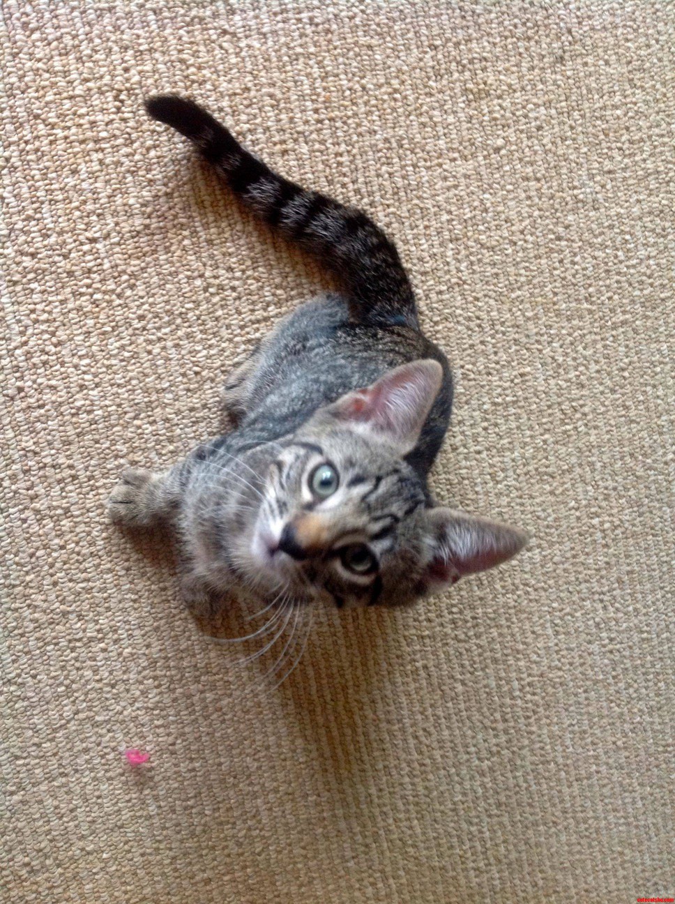 King of Mischief Prince of Poops Meet Molowa...or Lil Mo As We Ve Taken to Calling Him.