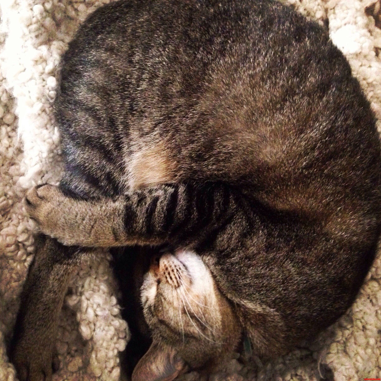 Kittys Favorite Cuddle Buddy Is Herself.