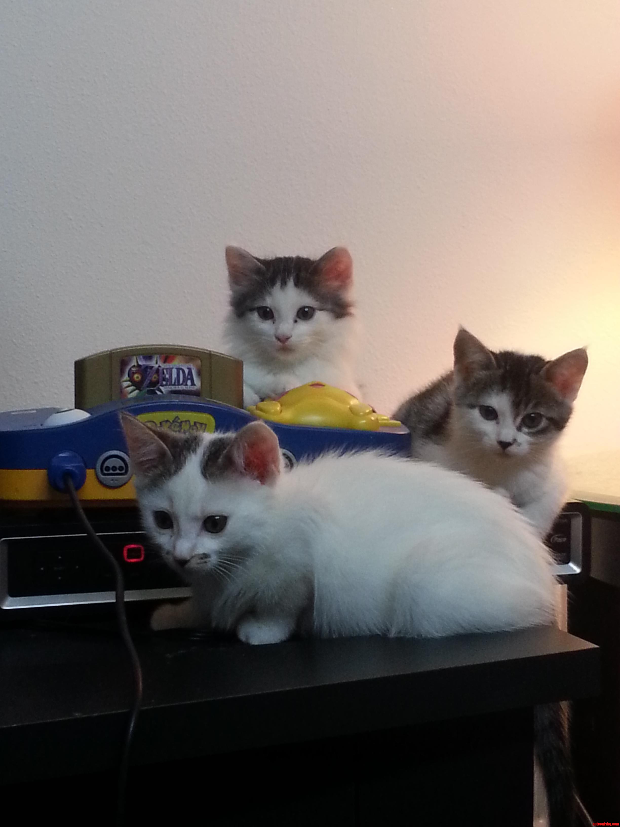 Larry Moe and Curly