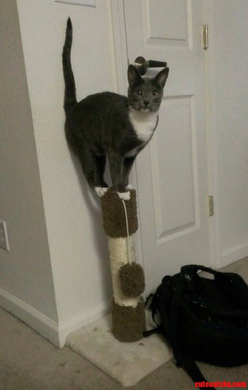 Looked Up from My Kitchen Table and Saw My Cat Doing This.