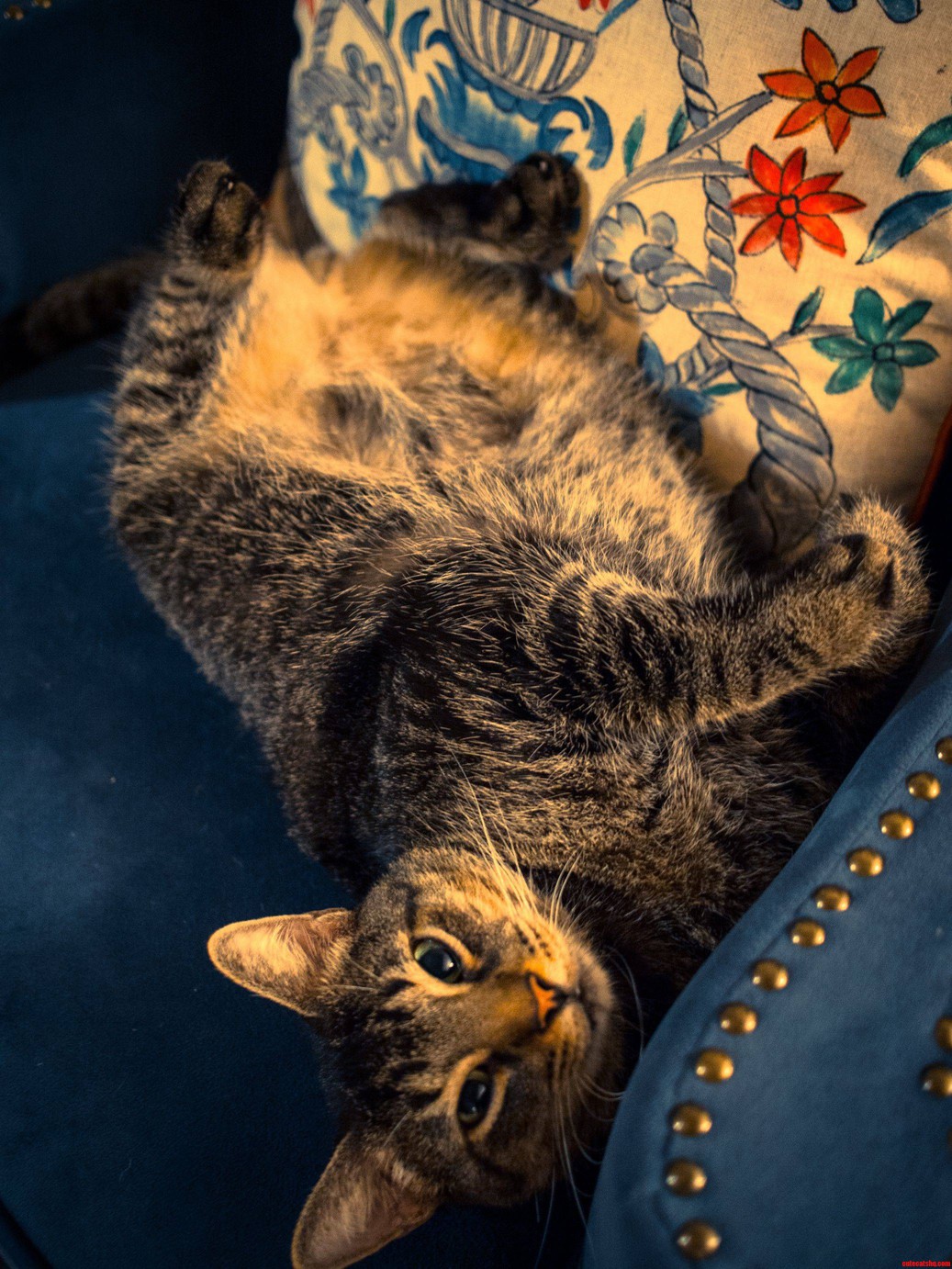 Loulou Sleeps Almost Exclusively Like This
