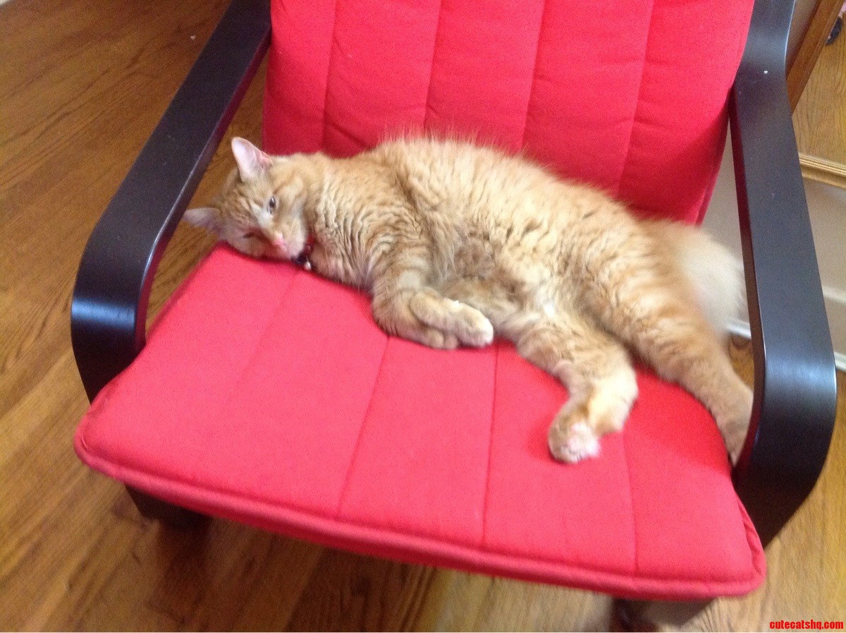 Luke Is Lazy and Fluffy