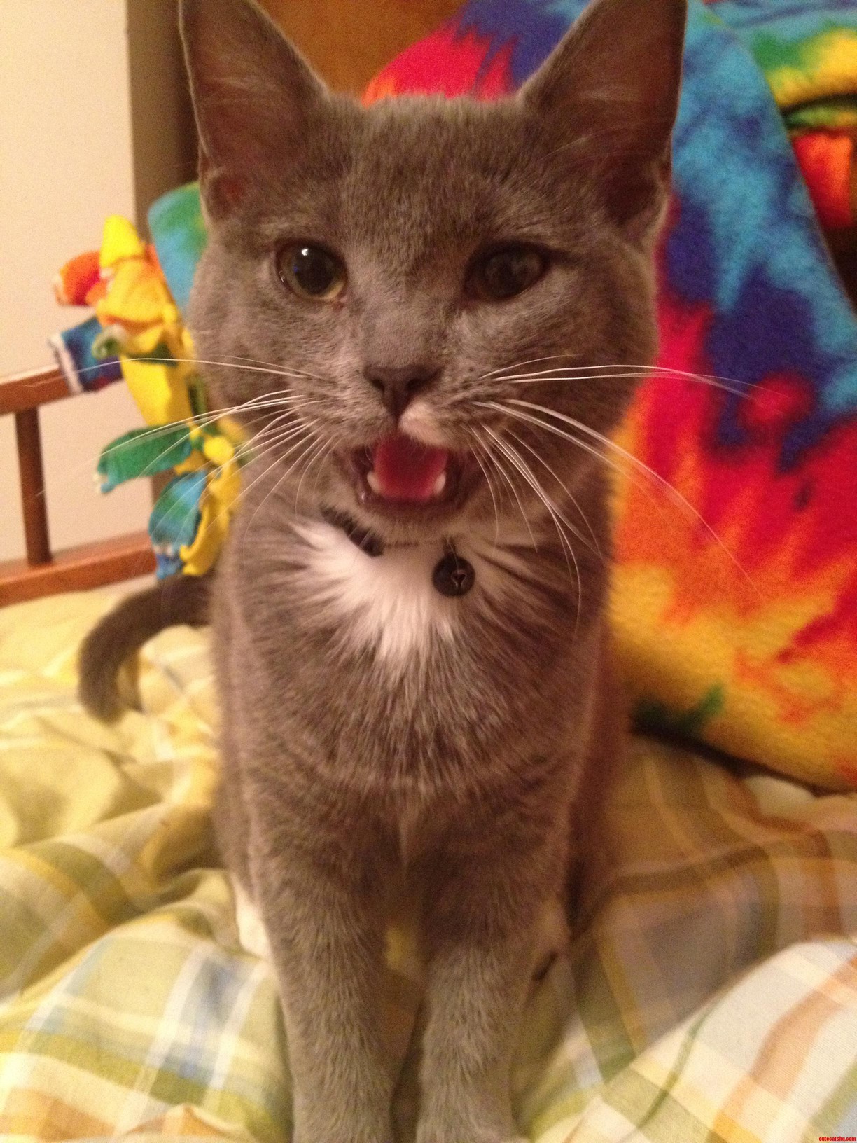 Luna Likes to Remind Me When Her Food Bowl Is Getting Low.