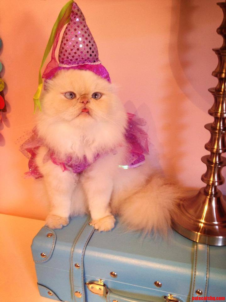 Luna the Fashion Kitty
