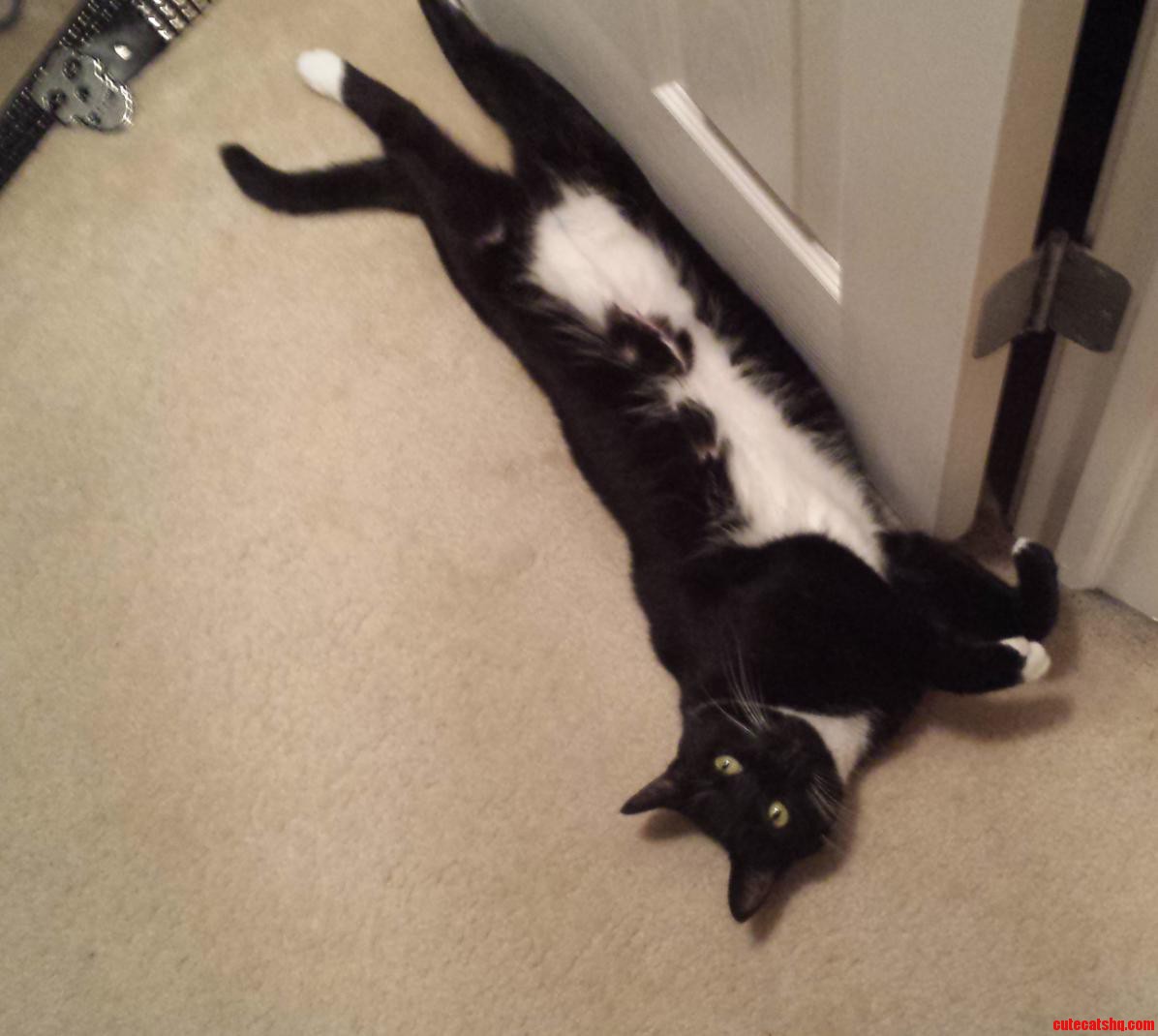 Meet Gaia. the Worlds Best Doorstop. Even When I Dont Want Her to Be.