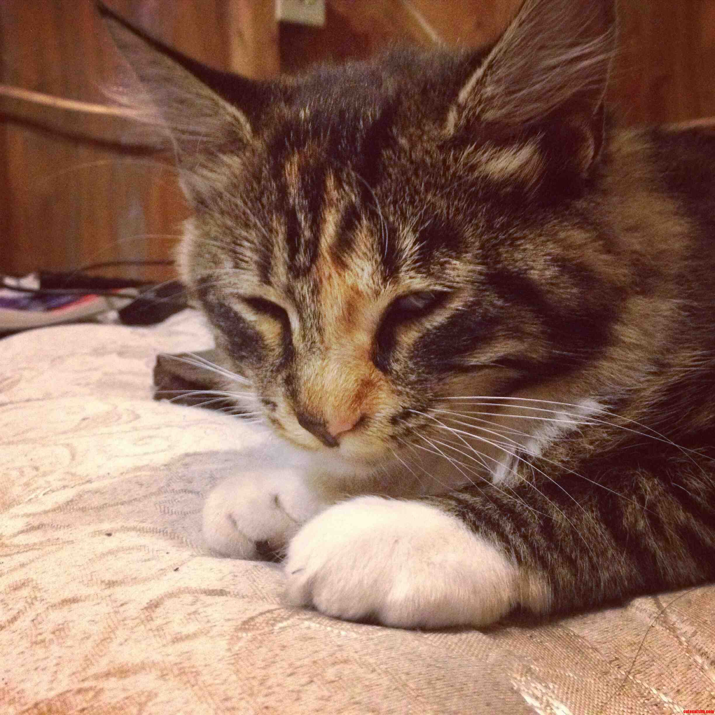Meet Indica My Friends Cat. Her Face Is Perfectly Split in Half