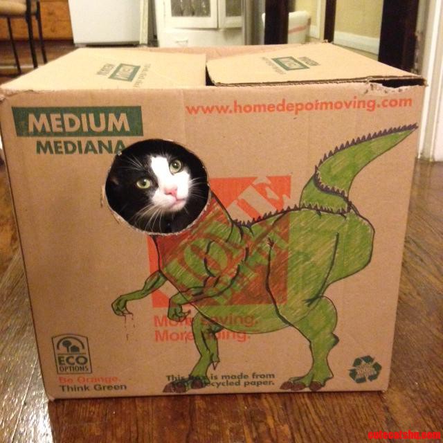Meet My 1 Year Old Dino-cat Bruiser