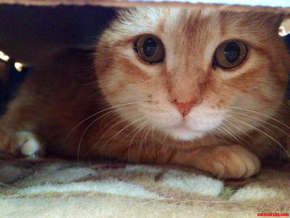 Meet My 13 Year Old Cat Monty.