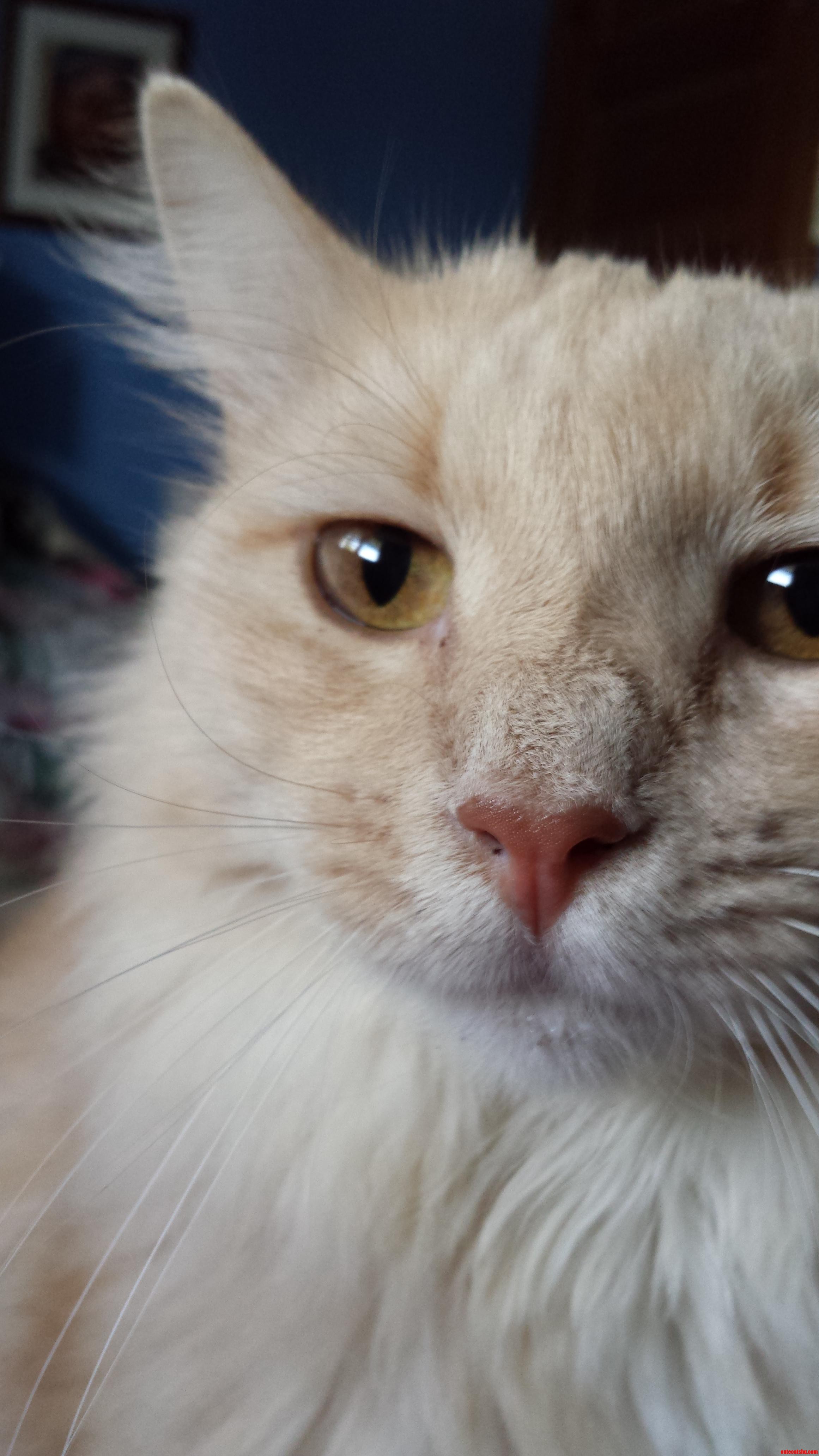Meet My Beautiful Kitty Hiko