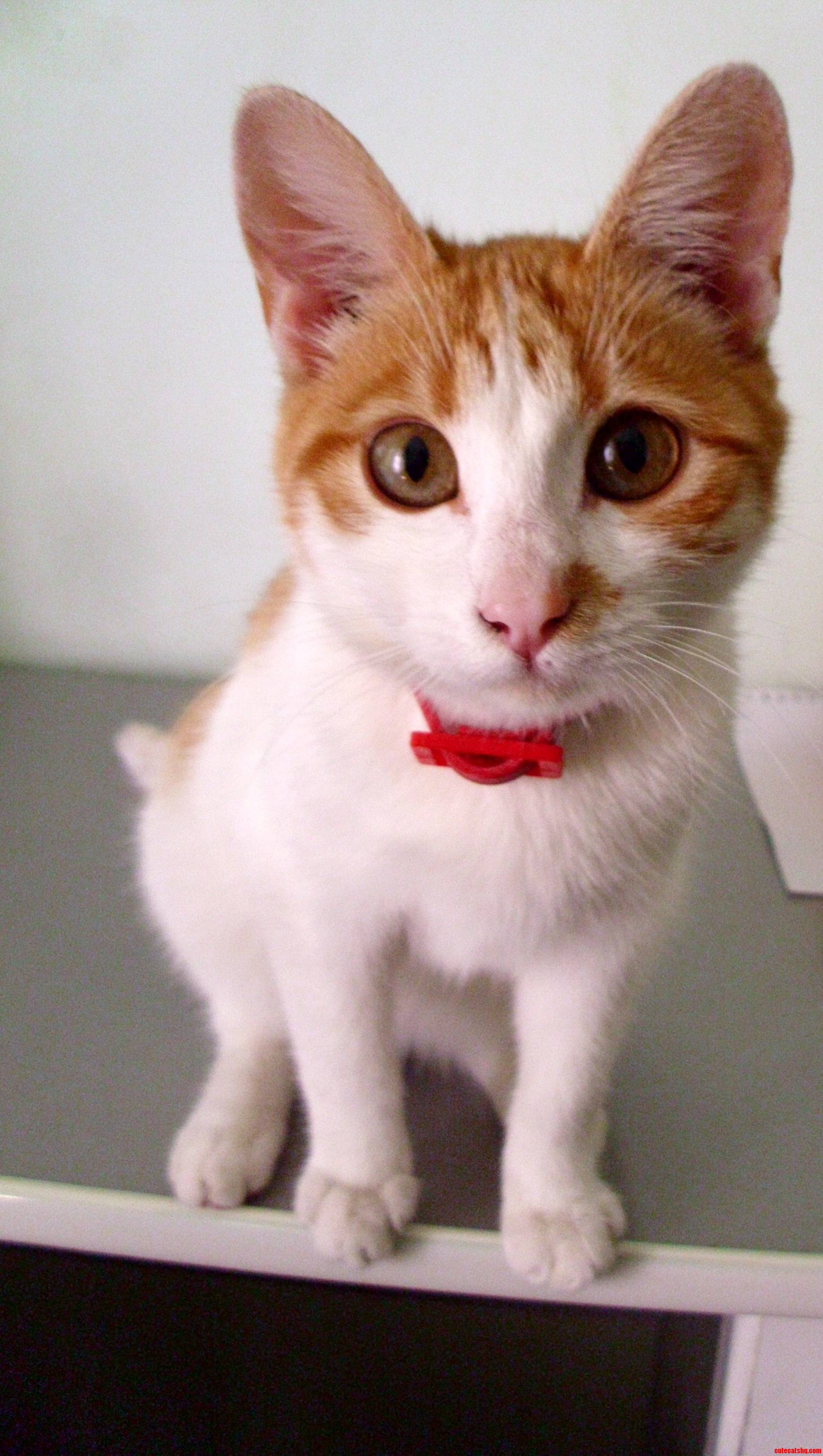 Meet My Recently Adopted Cat Squeaky. She Is Very Communicative.