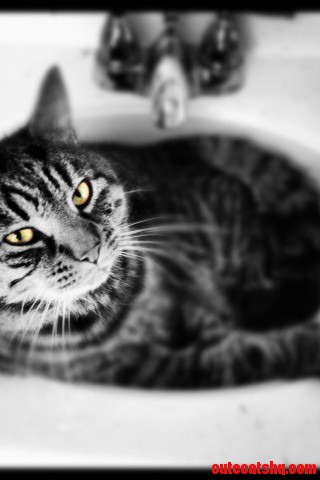 Meet Vegas... the Most Loving Cat We Ve Ever Had.