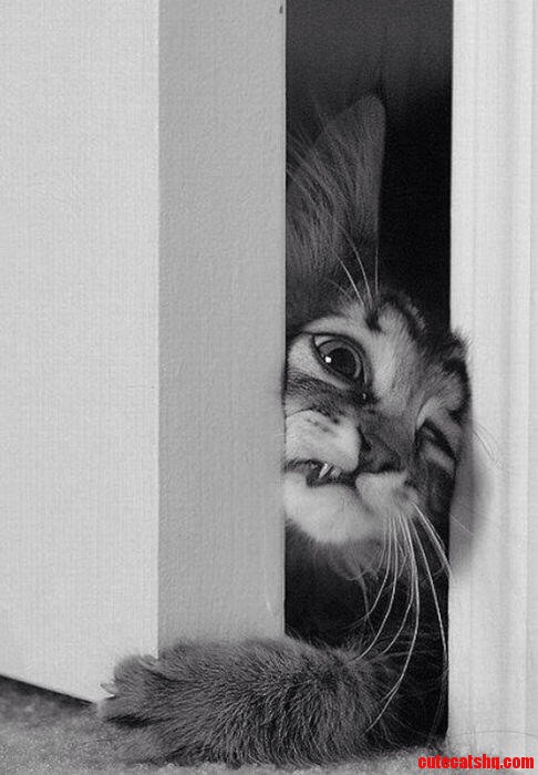 Must. Get. Food Bowl.