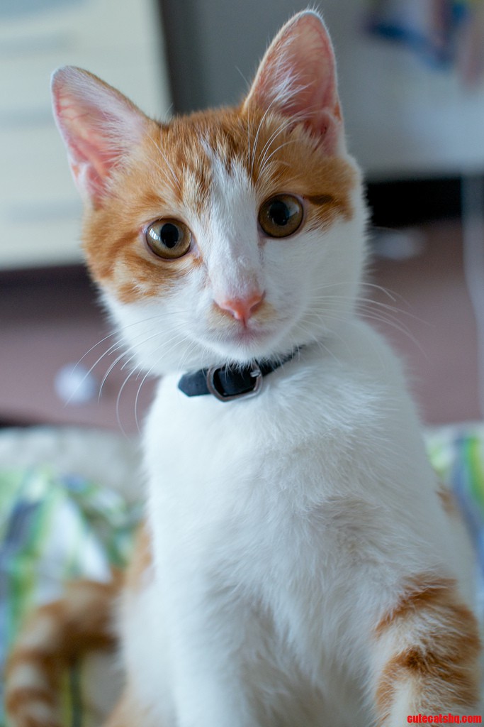 My Adorable Cat
