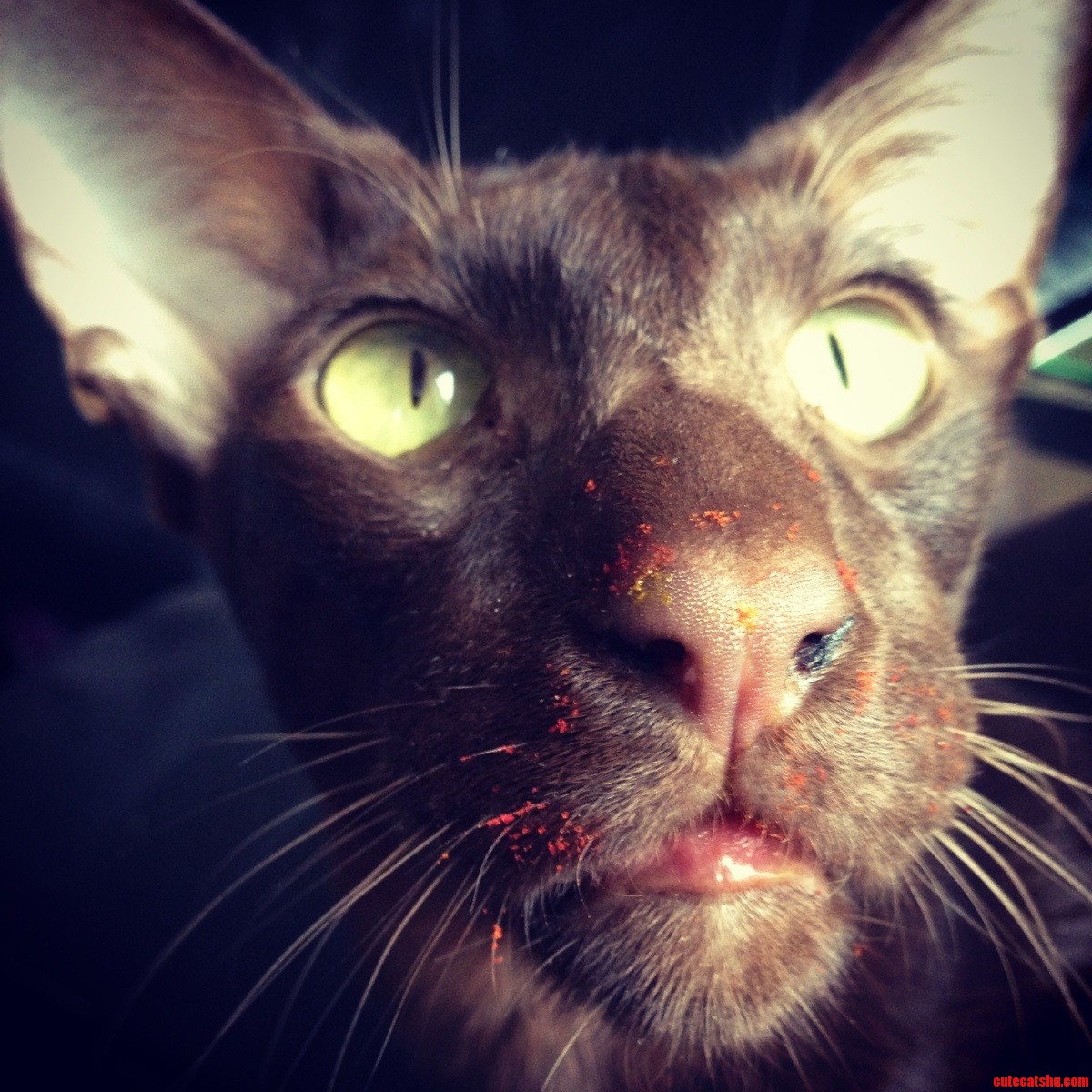 My Adorable Kitty Has Been Sniffing Lilies All Morning.