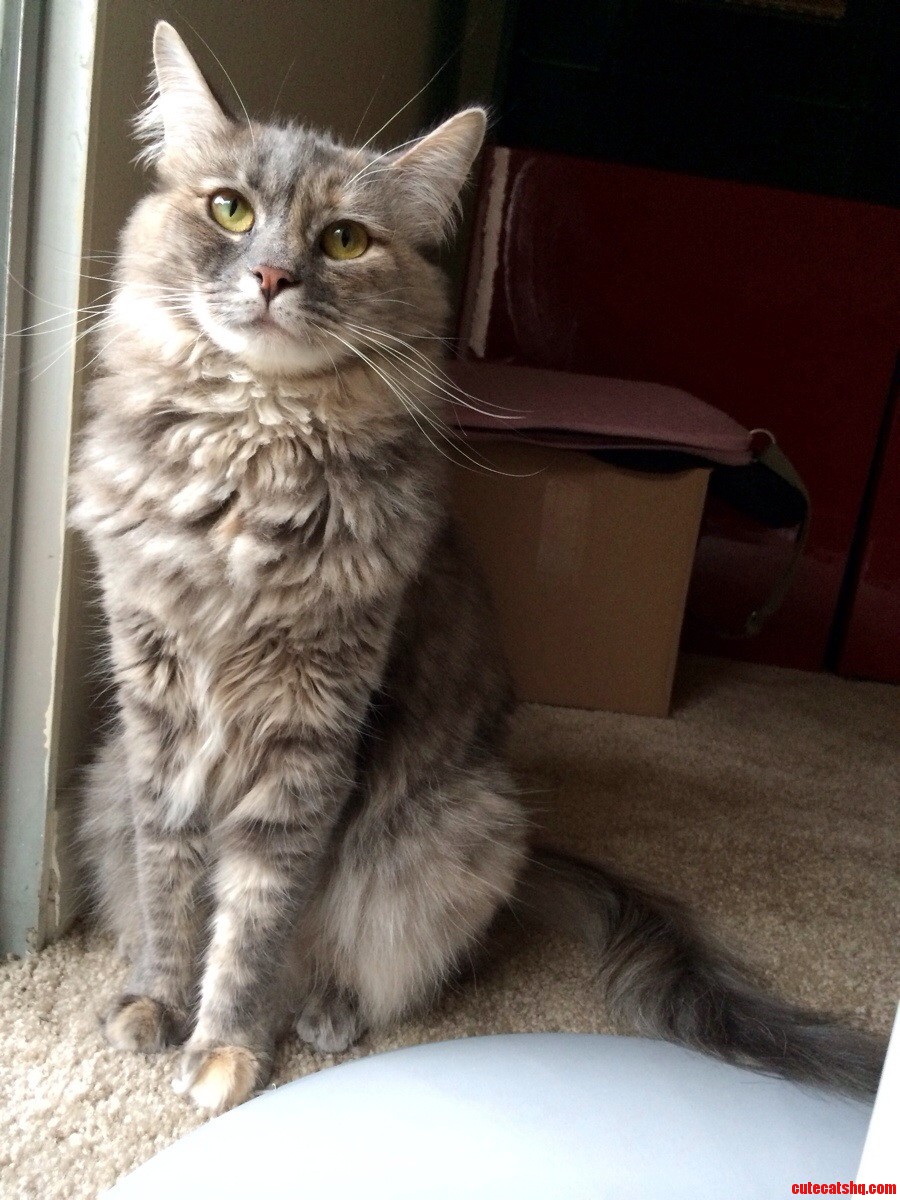 My Beautiful Cat Figgy.