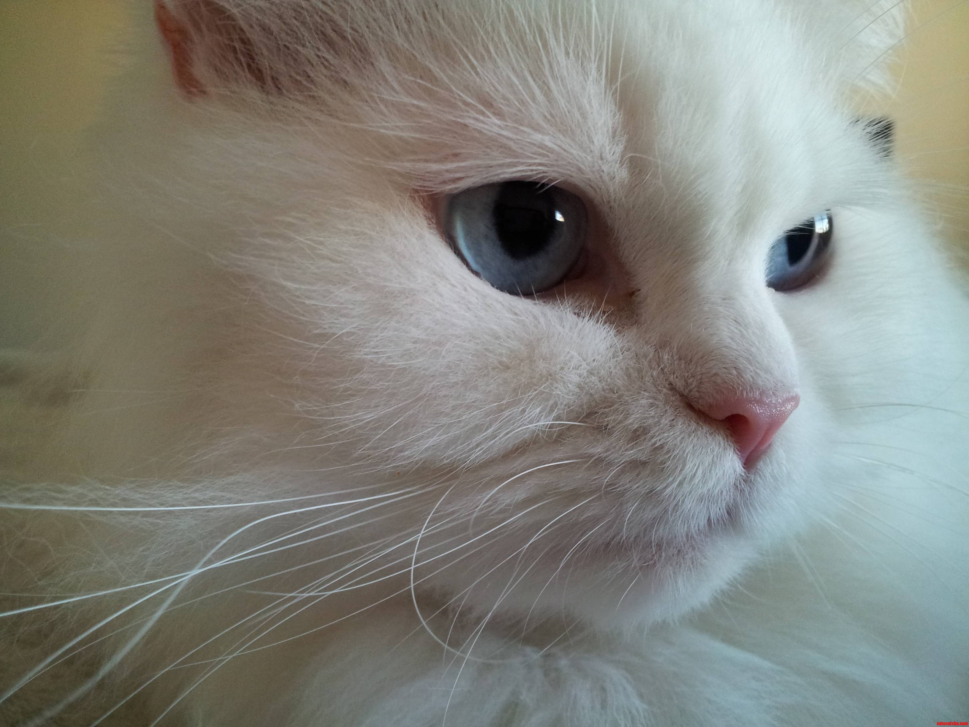 My Beautiful Girl Arabella. Just Look at Those Eyes
