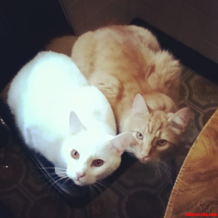 My Boys Meu Meu Oliver Pippin Mcflufflebuns
