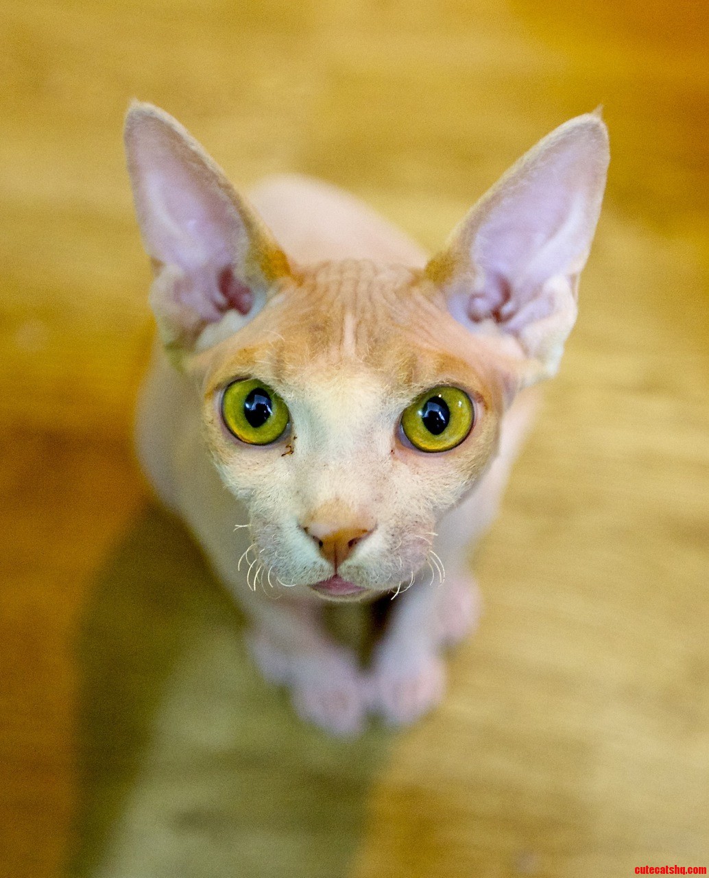 My Brothers Hairless Thing. Funny Cat Though.