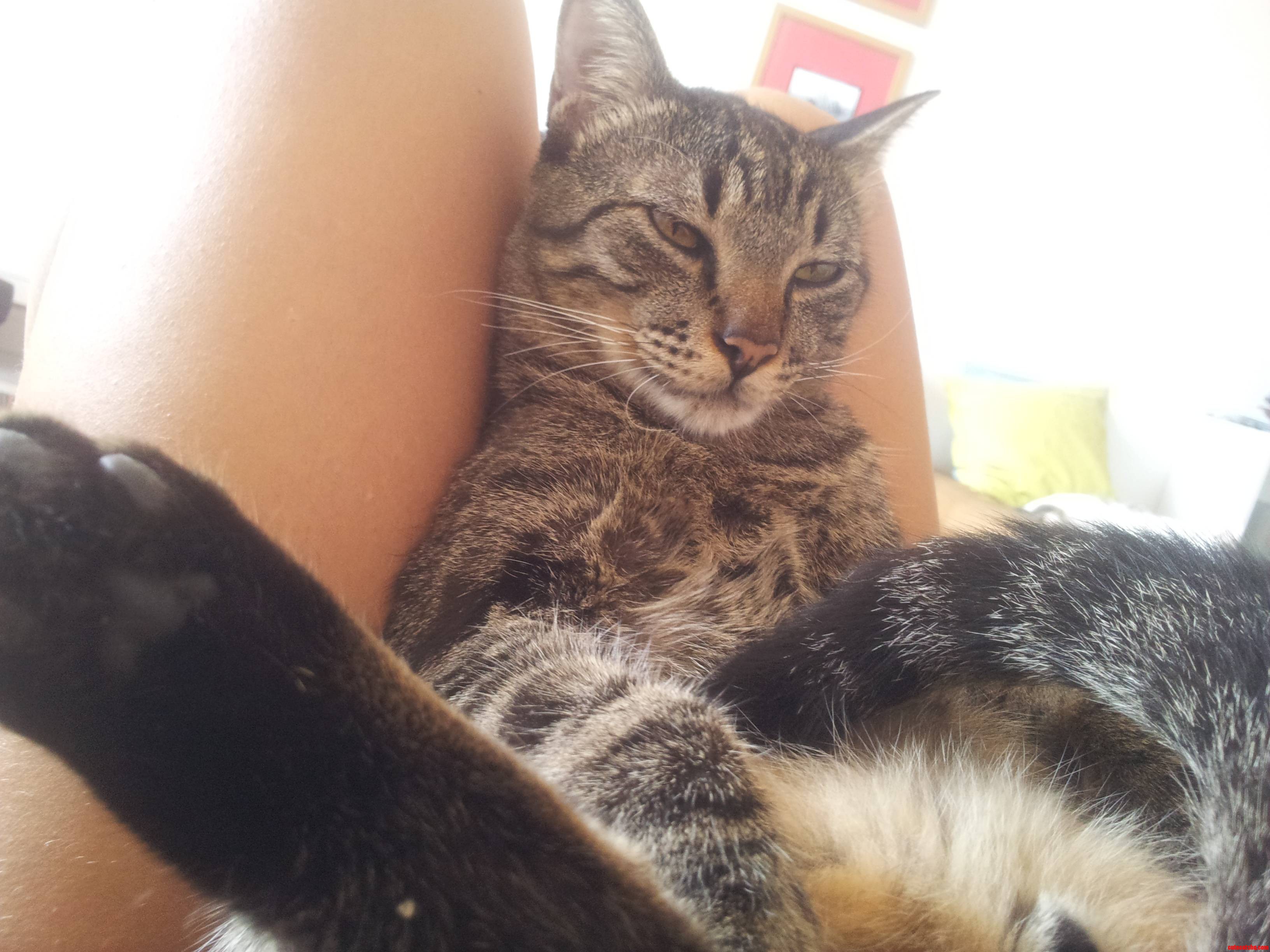 My Cat and His Don Juan Grin