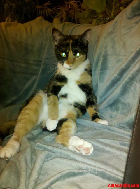 My Cat Channels Al Bundy