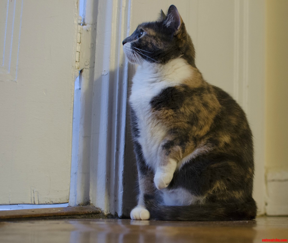 My Cat Demonstrates the Classic Paused-paw-uplifted