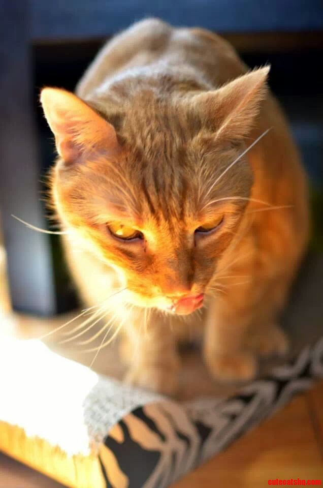 My Cat Is in the Halloween Spirit and Also Wants to Be Fed