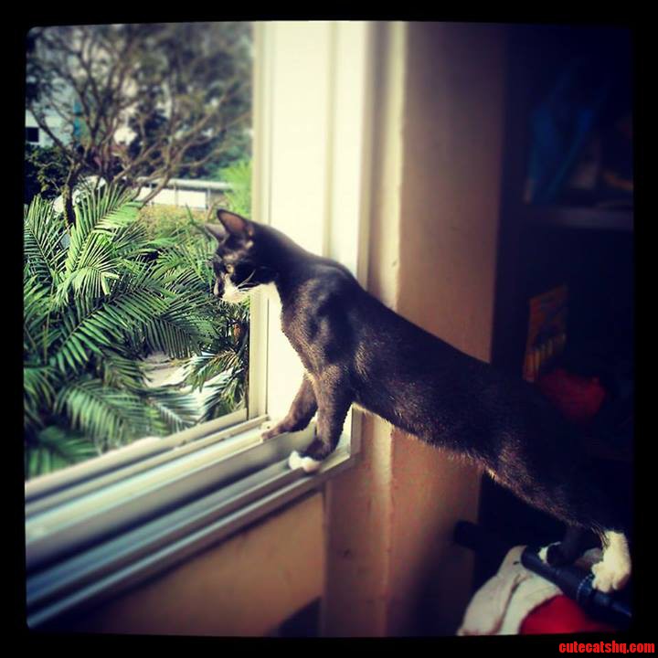My Cat James Is So Ripped Just Look at Those Biceps
