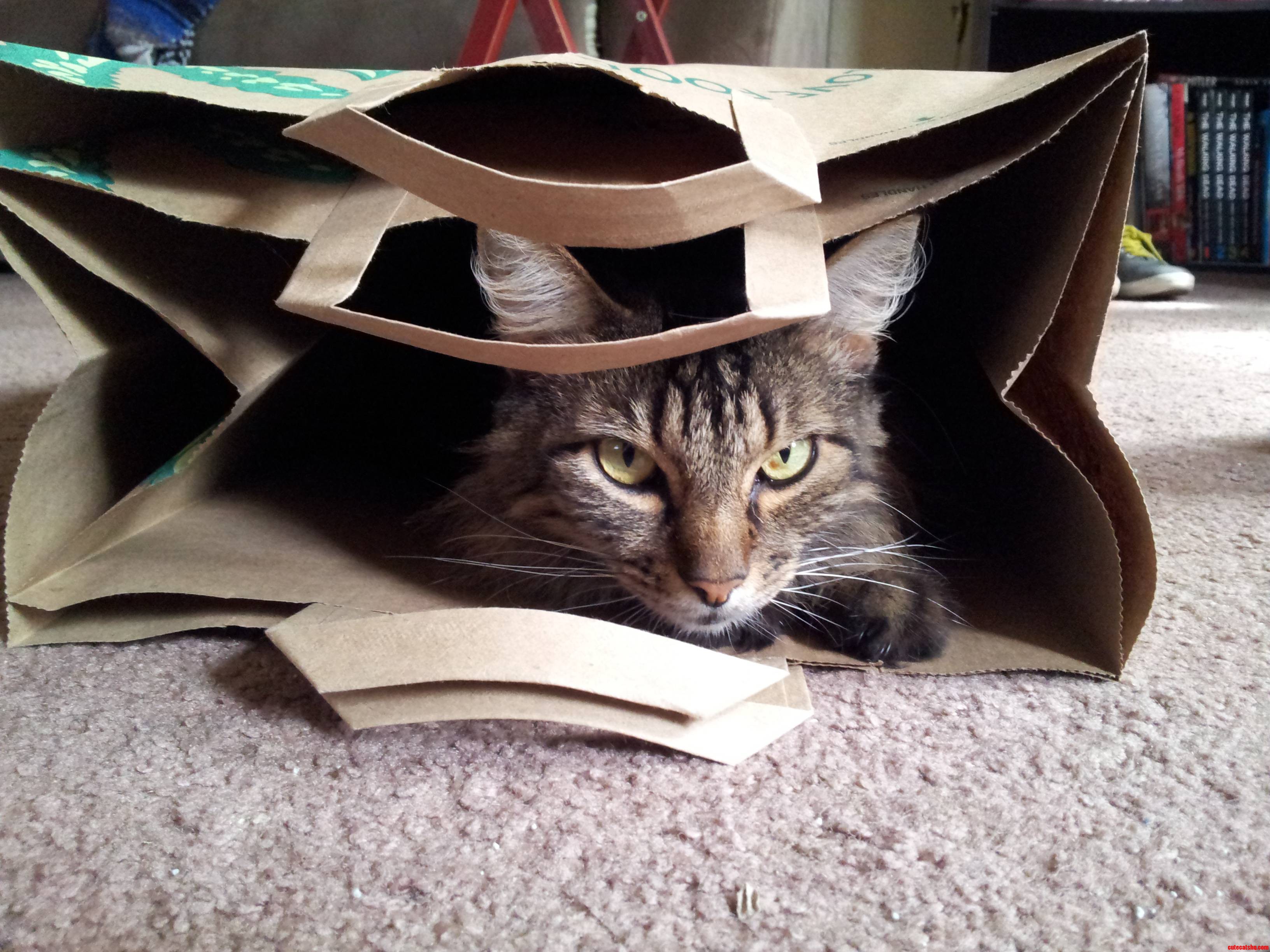 My Cat Likes Bags Even More Than Boxes.